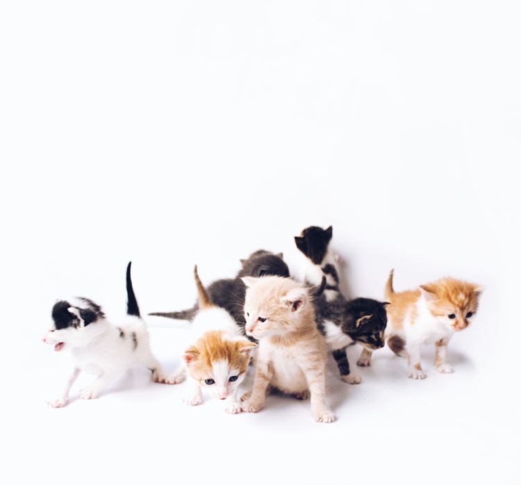 PawsRescue.my