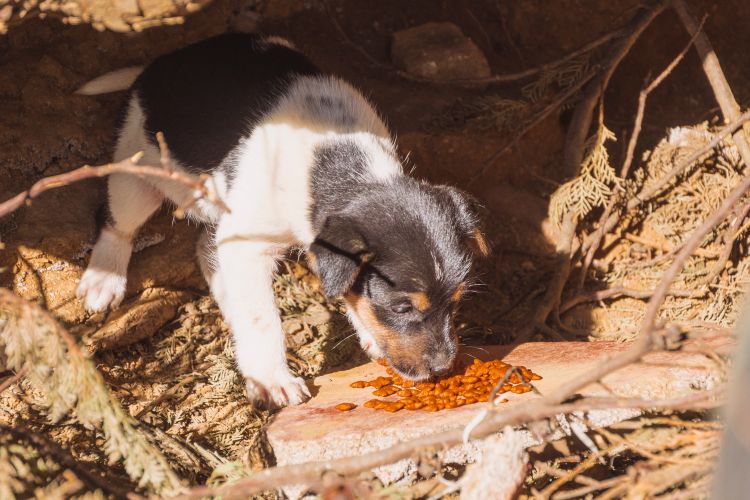 100 Animals Receive Food After Cyclone Ditwah